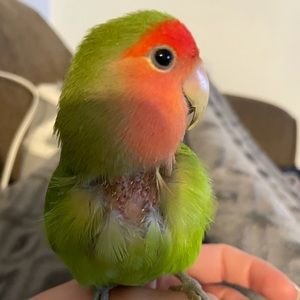 Meet your Posher, Eva